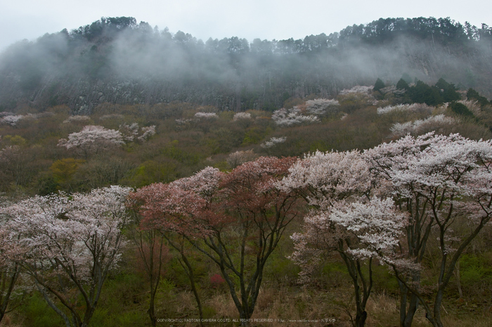 奈良 屏風岩公苑（後） 【2015 奈良桜 開花】 ／ SIGMA 18-35mm